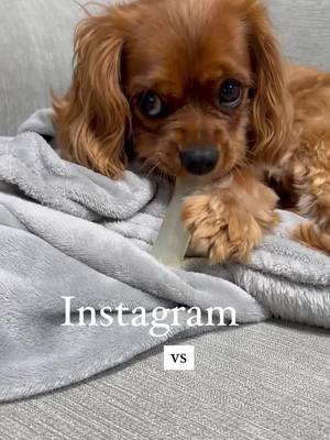 A post by @yuzuthecav on TikTok caption: 🥺 vs 😈 #cavalierkingcharlesspaniel #puppiesoftiktok #dogsoftiktok #cavaliercommunity #cavalierclub #fyp