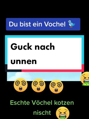 A post by @swabusundtramaux on TikTok caption: Du bist ein Vochel  #viral #fürdich #fyp #foryou #fy #fyyyyyyyy #vogel #fy #vogel