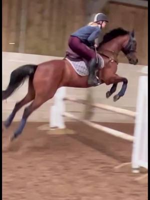 A post by @myfattydanny on TikTok caption: diedre on springs today🫶🏻 #equestrian #fyp