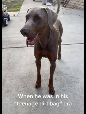 A post by @serenaas17 on TikTok caption: Locked up in time out a few times 😂💛 #doberman #teenagedirtbag #fawn #cute #fyp #puppy