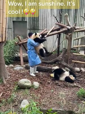 A post by @pandagarden5 on TikTok caption: I want to be your sunshine, to bring you warm and happiness. Please say hi if you think I’m sweet 🥰 #panda #cute #baby #Love #fyp #funny