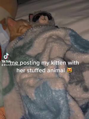 A post by @turkeythekitten on TikTok caption: #greenscreen #greenscreenvideo