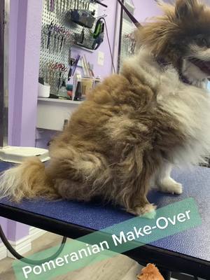 A post by @allpetgroomingteam on TikTok caption: Pomeranian make-over! #nourisheveryyou #foryoupage #cute #pomeranian #grooming #deshedding #tiktok #utah #chunkers