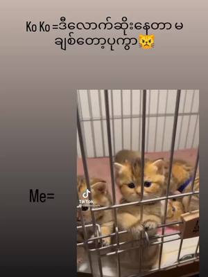 A post by @theingihtet08 on TikTok caption: ဝမ်းနည်းသွားpကွာ<♥#fypシ #tiktokuni #thinkb4youdo