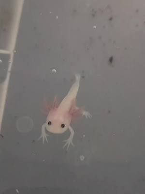 A post by @101axolotls on TikTok caption: true love 🥰 #axolotl #axolotlbabies #axolotlsoftiktok #axolotlbesties #babypets #PetsOfTikTok #pets #babiesoftiktok #amphibian #pinkaxolotl #glimpseofus