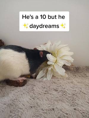 A post by @niffyrats on TikTok caption: Niffy's head's always up in the clouds, the definition of no thoughts just vibes #pets #rodents #rodentsoftiktok #ratmom #petrats #rats #ratsoftiktok #fancyrats #animalsoftiktok #PetsOfTikTok #hesa10but