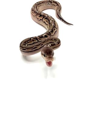 A post by @genzreptiles on TikTok caption: Part Ball Python part Rattlesnake