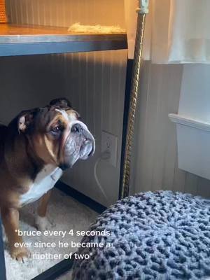 A post by @shug_and_bruce_bulldogs on TikTok caption: he’s trying his BEST & he is doing a very good job 😤  #findyourgrace #nourisheveryyou #fypシ #mamabruce #dog