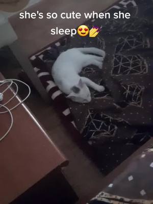 A post by @_ruvgfandwifeforever._ on TikTok caption: #kitten #gato #elgato #cat #whitecat #sleep #fypシ #viral