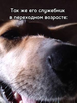 A post by @funny_roxy_dog on TikTok caption: Видео не несёт в себе цели оскорбить кого либо.