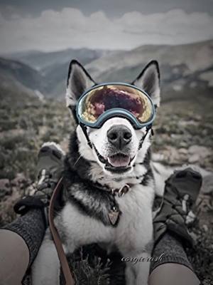 A post by @corgicrash on TikTok caption: пон.#corgicrash #viral #rek #findyourgrace #fyp #rekomendation #dogs #edit_pets583 #edit_pets583 #dogs #foryou #for#husky