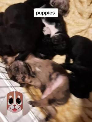 A post by @christybowen96 on TikTok caption: #fyp #friends #puppy