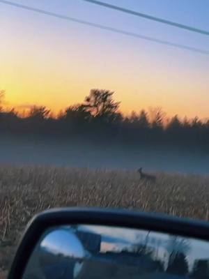 A post by @tesbelanger on TikTok caption: This video with this sound 😍 #somethingintheorange #deer #maine