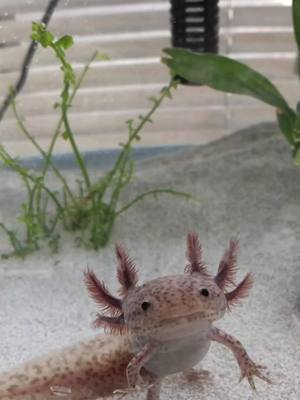 A post by @101axolotls on TikTok caption: *swipes right* #ollytheaxolotl #axolotls #axolotlsoftiktok #axolotlbesties #dating #datingapp #pets #PetsOfTikTok