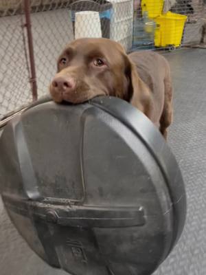 A post by @urbancanine on TikTok caption: 10/10 Good Boy #doggydaycare #dogsofttiktok #fyp #ratingthings #goodboy