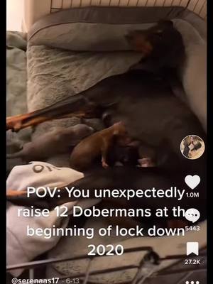 A post by @serenaas17 on TikTok caption: Just wanted to post cute puppies 😂🖤 #doberman #cute #puppy #fyp #dogsoftiktok #dobermansoftiktok #blowup