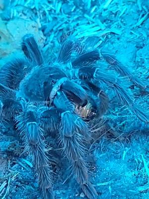 A post by @cheri.kunz on TikTok caption: #feedingaragog #salmonpinkbirdeater #trantula