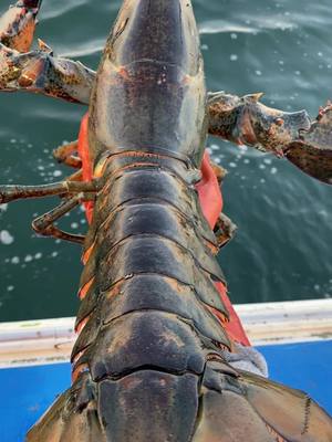 A post by @morganwood74 on TikTok caption: Just another oversized female. #lobster #maine #ocean #fyp #xyzbca #mom