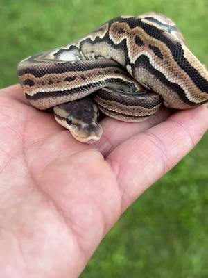 A post by @genzreptiles on TikTok caption: 1.0 Cinnamon Puzzle Ball Python 🐍🧩