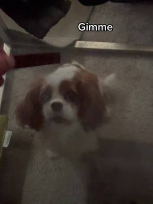 A post by @thats_definitely_dave on TikTok caption: Gimme treat! #cavelier #cavelierkingcharlesspaniel #treat #dog #dogsoftiktok #funny #fyp #waitforit