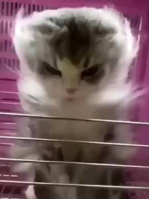 A post by @saturnkuto on TikTok caption: The cat #scary #thecat #cat #catvideo #fyp #fypシ