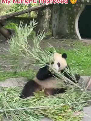 A post by @pandagarden5 on TikTok caption: Do you also think my Kungfu getting better and better? #panda #kungfu #cute #funny #baby #fyp