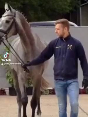 A post by @the_horse.edits on TikTok caption: 🤩🤩 #thehorseedits #fy #dressur #dressurpferd #dressage #horse #viral #fd #fds #gönnfy #vibes #equestrian #equestrianvibes #hannoveraner