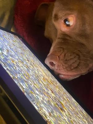 A post by @miltoninseattle on TikTok caption: OMG WHAT IS THAT #FYP #dogsoftiktok #pitbull #dontbullymybreed❤