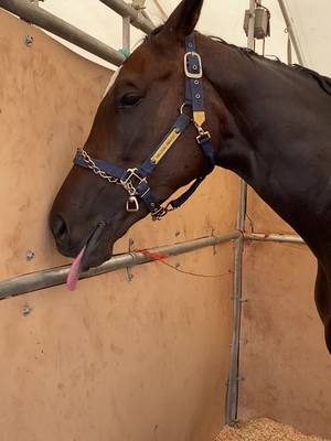 A post by @specialeffexfarms on TikTok caption: The resting mare face says it all. There’s not a thought behind those grumpy eyes