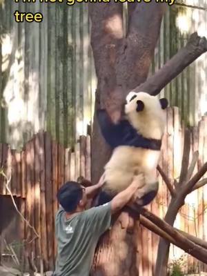 A post by @pandagarden5 on TikTok caption: Panda 🐼: hard work for me. Dad: tough job!😩 please go home on time. #panda #funny #baby #cute #fyp #tiktok