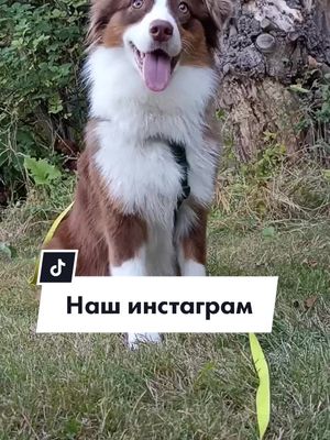 A post by @baileys.aussie on TikTok caption: Кнопка для перехода в наш инстаграмм есть в шапке профиля🥰 #ауссі_бейліс #рекомендации #догблог #кинология #аусси #инстаграм #воспитаниесобаки