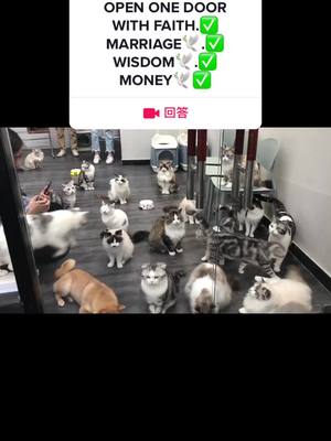 A post by @lady_suu on TikTok caption: 来自@doge kitty’s的#回答 Count how many cats there are.🐱#meankitty #lifewithkidsbelike #fyp #foryou #cat #cats #kitty #kittys #cute #twg #pet