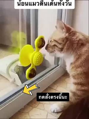 A post by @petdump on TikTok caption: ของเล่นแมว กังหันลมหมุนติ้ว เล่นแก้เบื่อสนุกทั้งวัน #ของเล่นแมว #ของเล่นแมวแหละอย่าคิดมาก #แมวน่ารัก #แมวเหมียว