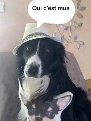 A post by @sebastienaupetit2 on TikTok caption: Joe c’est vous #chien#chihuahua #bordercollie #dalton