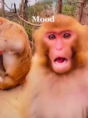 A post by @sn78751 on TikTok caption: Playful.                                       #fypシ゚viral #fyp #fypage #monkeylover #animalpets #animalkingdom #moody #monkeypoxvirus #playful #laughingpretty 