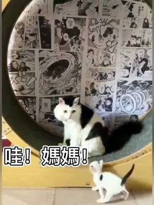 A post by @murongxingxiao on TikTok caption: #pet #fyp #萌宠 #cat