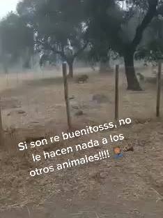 A post by @gastonrubio21 on TikTok caption: #javali #losguricitosdogoarg #dogoargentino #cazaconperros #cazaconjauria #huntingtiktok #campoargentino #caza #cazadoresdelmundo