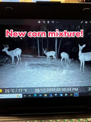 A post by @thecamocartel on TikTok caption: Moving a stand and a new corn mixture #hunting #thecamocartel #whitetail #deer #Outdoors #LifeHack #bucks #outdoorsman 