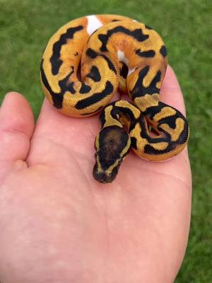 A post by @genzreptiles on TikTok caption: Orange Dream Piebald Ball Python 🤩🐍