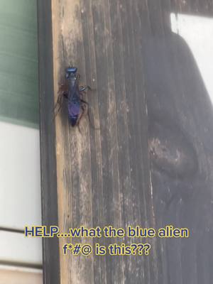 A post by @karapar1 on TikTok caption: Seriously…what in the blue alien is this? Ive never seen one before and I need andwers! #alien #bug #alienbugs #nature #wasp