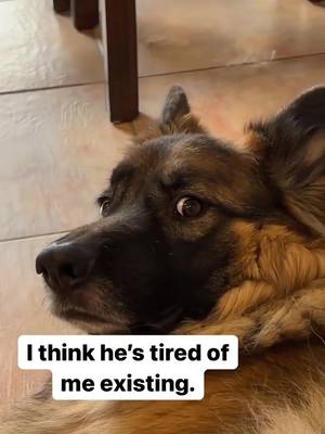 A post by @max.and.murph on TikTok caption: Not amused😂