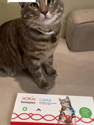 A post by @thewanderingkitten on TikTok caption: Replying to @chrissyosterhout It was so cool learning so much about Fern and her health! Make sure to get your own kit and use our code FERN25 for $25 off! @basepaws #ad