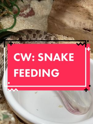 A post by @repxotics on TikTok caption: 🚨 SNAKE FEEDING 🚨 good soup 👌😌 #hognosesnake #hognose #snake #snakefeeding 