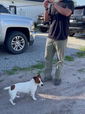 A post by @winslowthejack on TikTok caption: Just wanna fish! #fishing #Summer #summertime #PetsOfTikTok #dog #dogsoftiktok #foryou #fyp #fypシ #foryoupage #animals #winslowthejack #weekend #fish #viral #jackrussell #baddog #influencer #funny #morganwallen #aboutdamntime #man #PetsOfTikTok #basspro #funnytiktok #trending #trendy #cry #crying #sad #saddog #OLAFLEX #DoritosDareToBeBurned #superfreak 