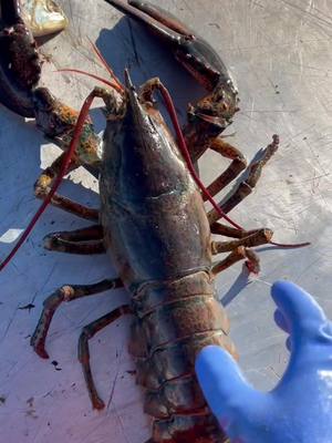 A post by @morganwood74 on TikTok caption: Gotta be one of the biggest female lobsters ive ever seen. #maine #lobster #ocean #fyp #xyzbca #mom