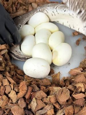 A post by @genzreptiles on TikTok caption: Our VPI Axanthic Ball Python laid 9 eggs!