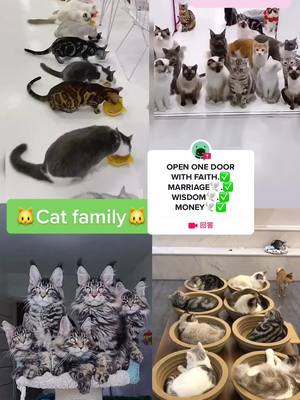 A post by @lady_suu on TikTok caption: 来自@doge kitty’s的#回答 Hello 😼🐱🐱🐱🐱#meankitty #lifewithkidsbelike #fyp #foryou #cat #cats #kitty #kittys #cute #twg #pet