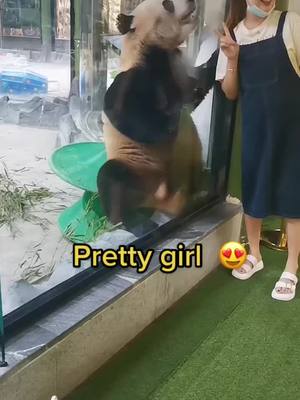 A post by @pandagarden5 on TikTok caption: I’m a little bit shy in front of pretty girls.  How could I come over this? I really want to say hi to her. #panda #cute #funny #funnyvideos #fyp #foryoupage