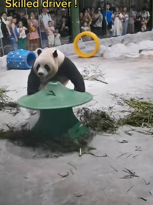 A post by @pandagarden5 on TikTok caption: Do you want to take a free ride? Skilled pandas driver and a luxury green sport car. #car #panda #luxury #funny #baby #fyp