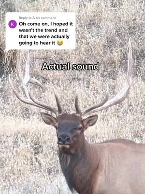 A post by @shedcrazy on TikTok caption: Replying to @A b  and for everyone asking, yes it’s an elk